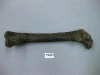 藏品(鬣狗肢骨)的圖片